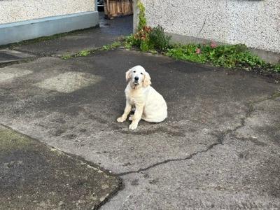 Melba is an IKC Registered female Golden Retriever puppy in Sligo