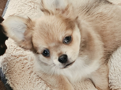 IKC Registered (pending) Chihuahua puppies in Clare ⭐️