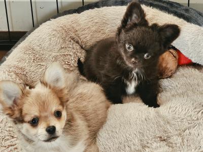 IKC Registered (pending) Chihuahua puppies in Clare ⭐️