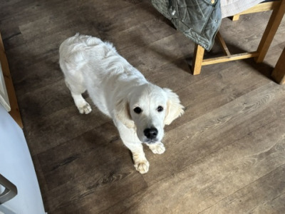 Melba is an IKC Registered female Golden Retriever puppy in Sligo