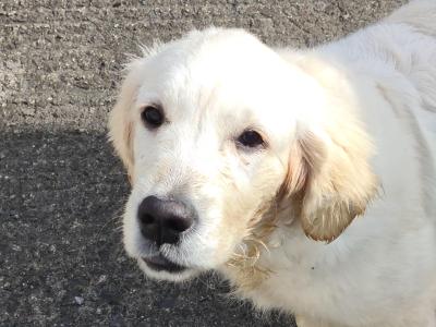 Melba is an IKC Registered female Golden Retriever puppy in Sligo