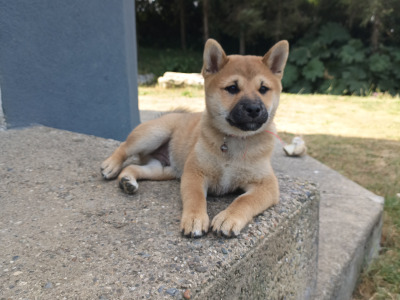 ❤️ Aki is a male Shiba Inu puppy in Wexford
