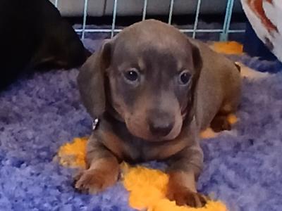 Miniature Dachshund puppies in Dublin