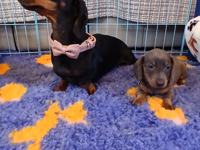 Miniature Dachshund puppies in Dublin