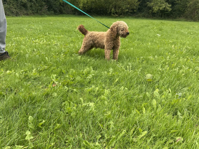 Theo the IKC Registered miniature Poodle proven stud
