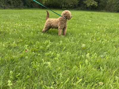 Theo the IKC Registered miniature Poodle proven stud