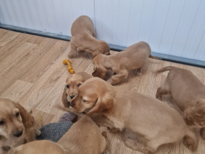 8 beautiful Golden Cocker Spaniel puppies in Wexford