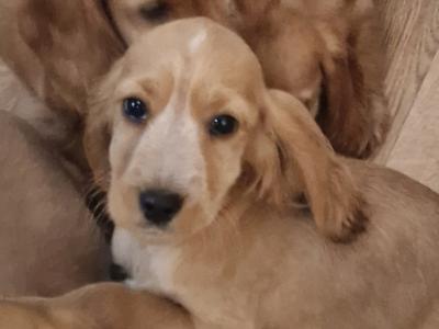 8 beautiful Golden Cocker Spaniel puppies in Wexford