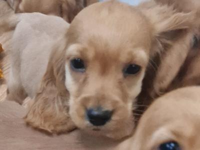8 beautiful Golden Cocker Spaniel puppies in Wexford