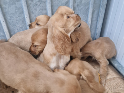 8 beautiful Golden Cocker Spaniel puppies in Wexford