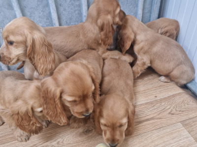 8 beautiful Golden Cocker Spaniel puppies in Wexford