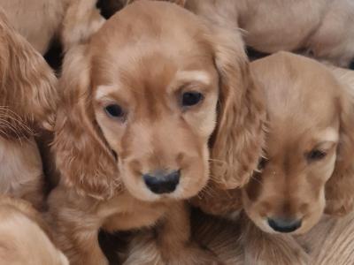 8 beautiful Golden Cocker Spaniel puppies in Wexford