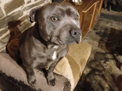 Blue Staffordshire Bull Terrier for stud in Clare