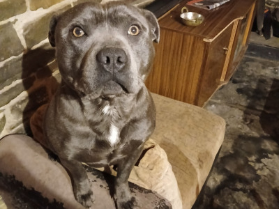 Blue Staffordshire Bull Terrier for stud in Clare