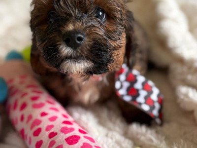 Adorable 2nd Generation Maltipoo puppies in Cork