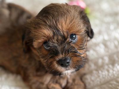 Adorable 2nd Generation Maltipoo puppies in Cork