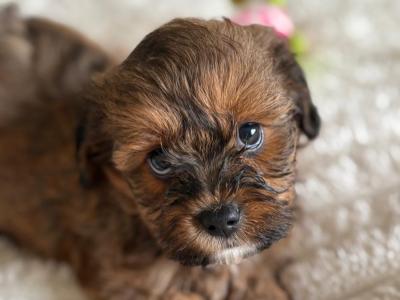 Adorable 2nd Generation Maltipoo puppies in Cork