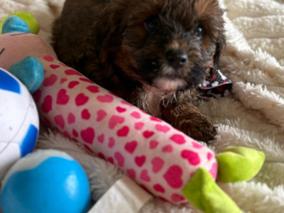 Adorable 2nd Generation Maltipoo puppies in Cork