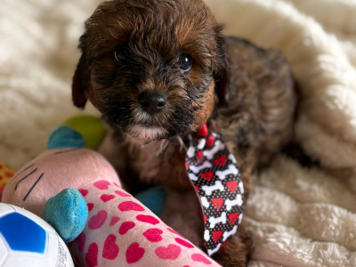 Adorable 2nd Generation Maltipoo puppies in Cork