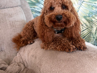 Adorable 2nd Generation Maltipoo puppies in Cork