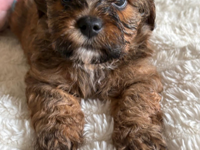 Adorable 2nd Generation Maltipoo puppies in Cork