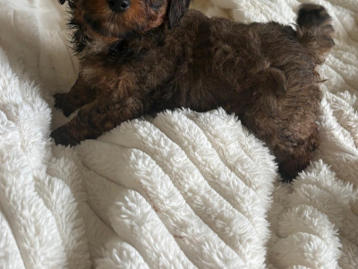 Adorable 2nd Generation Maltipoo puppies in Cork