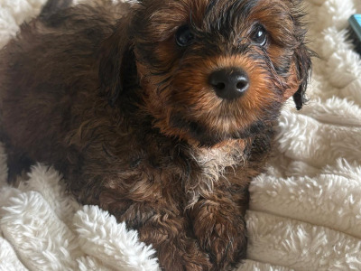 Adorable 2nd Generation Maltipoo puppies in Cork