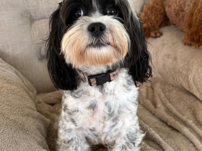 Adorable 2nd Generation Maltipoo puppies in Cork