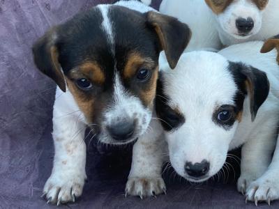Real deal - Jack Russell puppies in Cavan