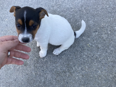 Real deal - Jack Russell puppies in Cavan