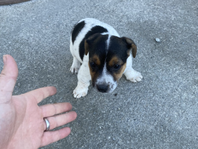 Real deal - Jack Russell puppies in Cavan