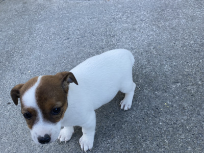 Real deal - Jack Russell puppies in Cavan