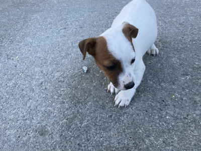Real deal - Jack Russell puppies in Cavan