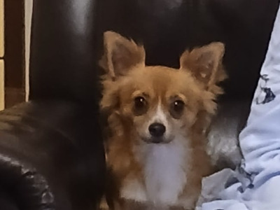 Buddy is a male Chihuahua 13 months old for sale in Wexford