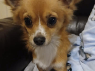 Buddy is a male Chihuahua 13 months old for sale in Wexford