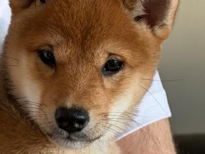 Shiba Inu puppies in Dublin