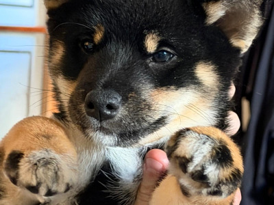 Shiba Inu puppies in Dublin