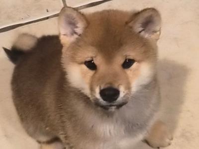 Shiba Inu puppies in Dublin
