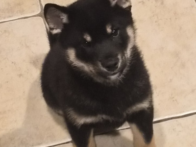Shiba Inu puppies in Dublin