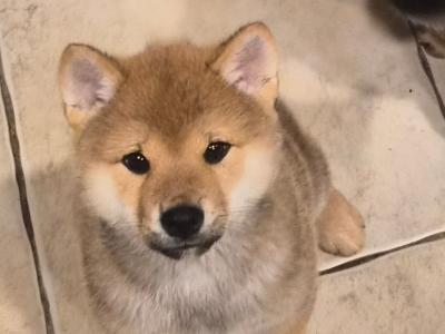 Shiba Inu puppies in Dublin