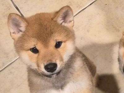 Shiba Inu puppies in Dublin