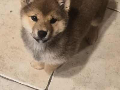Shiba Inu puppies in Dublin