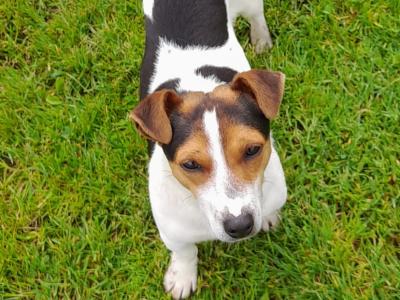 Real deal - Jack Russell puppies in Cavan