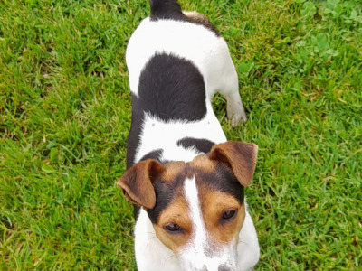 Real deal - Jack Russell puppies in Cavan