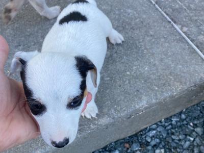 Real deal - Jack Russell puppies in Cavan