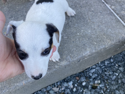 Real deal - Jack Russell puppies in Cavan