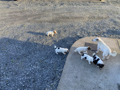 Real deal - Jack Russell puppies in Cavan