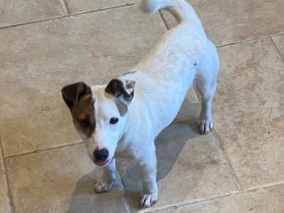 Real deal - Jack Russell puppies in Cavan