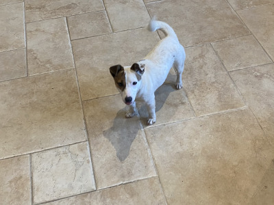 Real deal - Jack Russell puppies in Cavan