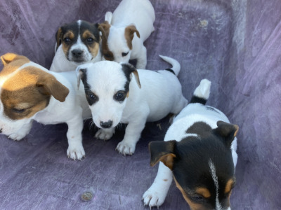 Real deal - Jack Russell puppies in Cavan
